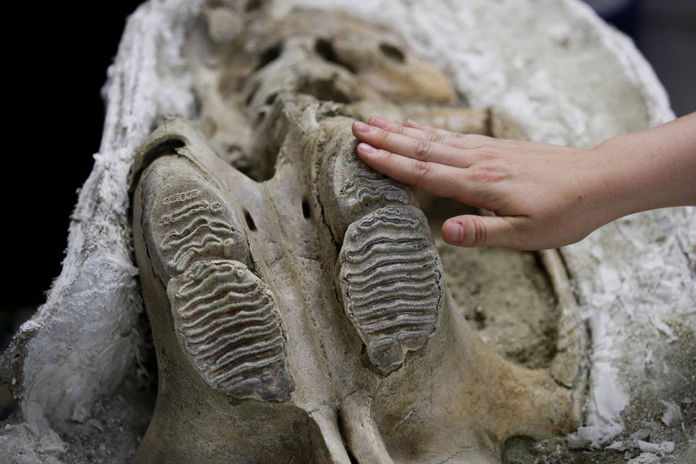 Fossiler av utdöda djurarter används för att förklara utvecklingen av livet. Här en columbiamammut som enligt vetenskapsmännen levde i Nordamerika och Asien för 1,5 miljoner år sedan.