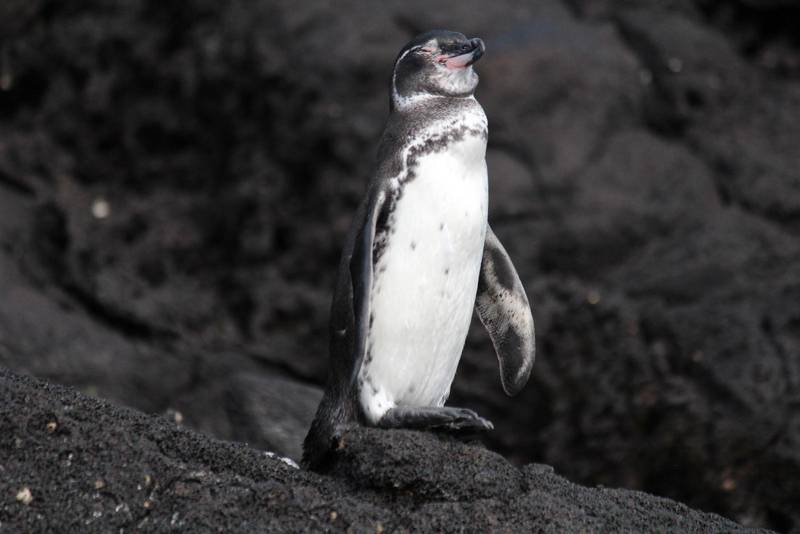 Pingviner. är inget man förknippar med tropikerna men på Galápagosöarna finns de.