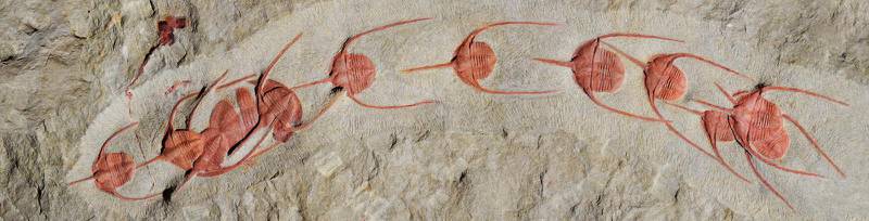 Trilobiter på en klippa i Marocko, som enligt vetenskapsmännen är 480 miljoner år gamla.