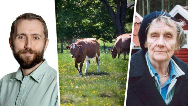 Politiker vill riva upp Astrid Lindgren-lagen om betesrätt för mjölkkor