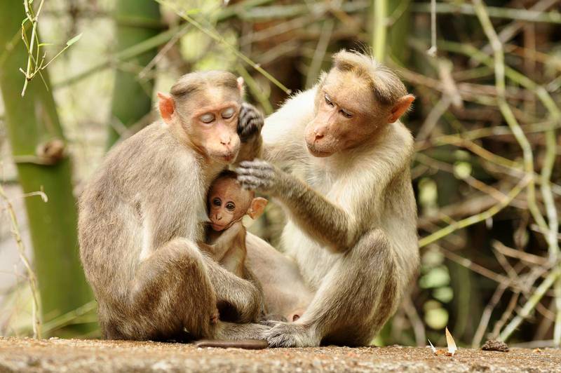 Föredömen. ”Bland aporna vet man att inte bara identifiera ohyran i pälsen utan även att göra något åt saken. För det fordras att man sitter nära varandra.” Det skriver Dan Lindmark.