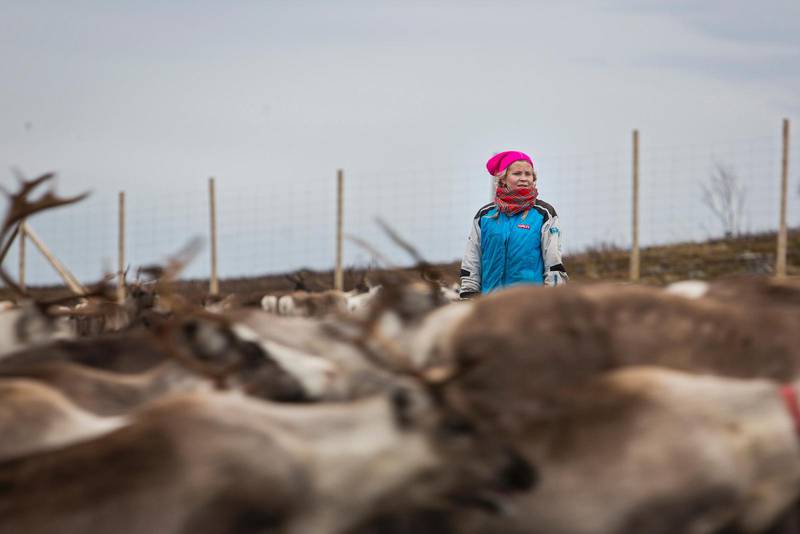 Barn till renskötande samer fick tidigare inte samma rätt till utbildning som andra barn. Här en bild från Kautokeino 2015, där Inga Triumf ser efter djur (Inga har dock inget samband med nomadskolan).