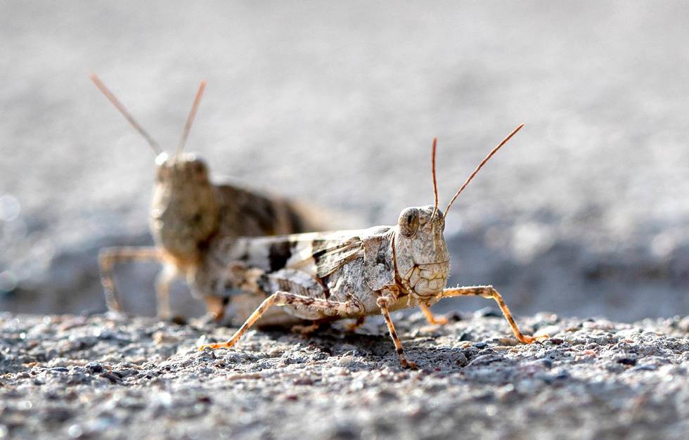 Stora svärmar av gräshoppor täcker gator och torg i Las Vegas.