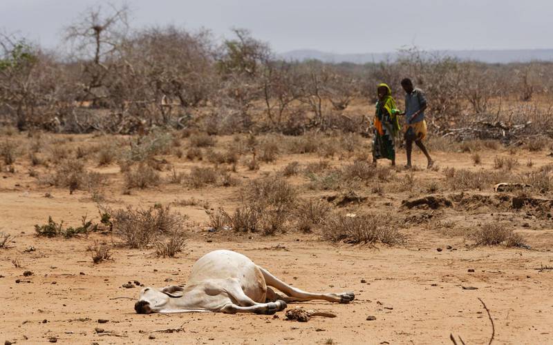 Hela Afrikas horn är drabbat, då torkan för andra året i rad har slagit till. I norra Kenya har djuren dött, näst på tur står människorna.