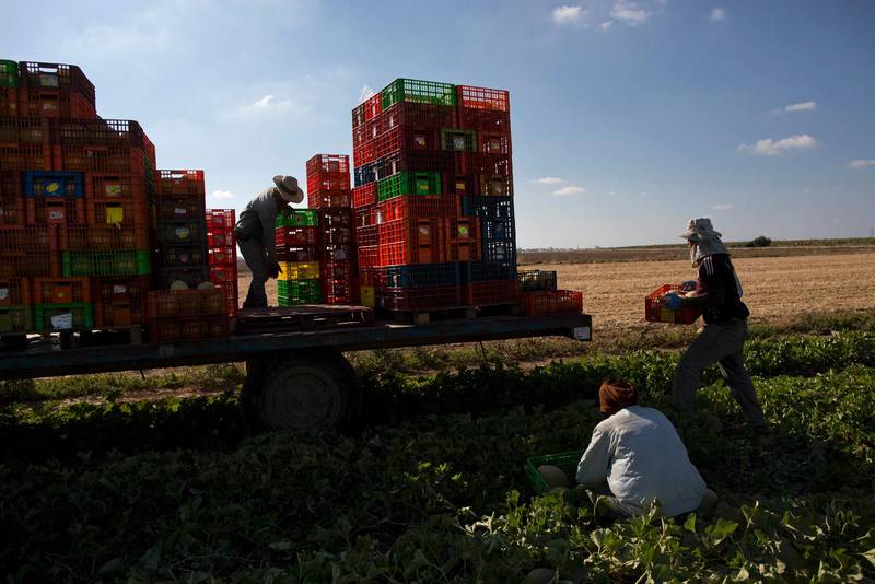  Arbetare skördar meloner på ett fält utanför den israeliska kibbutzen Nahal Oz.