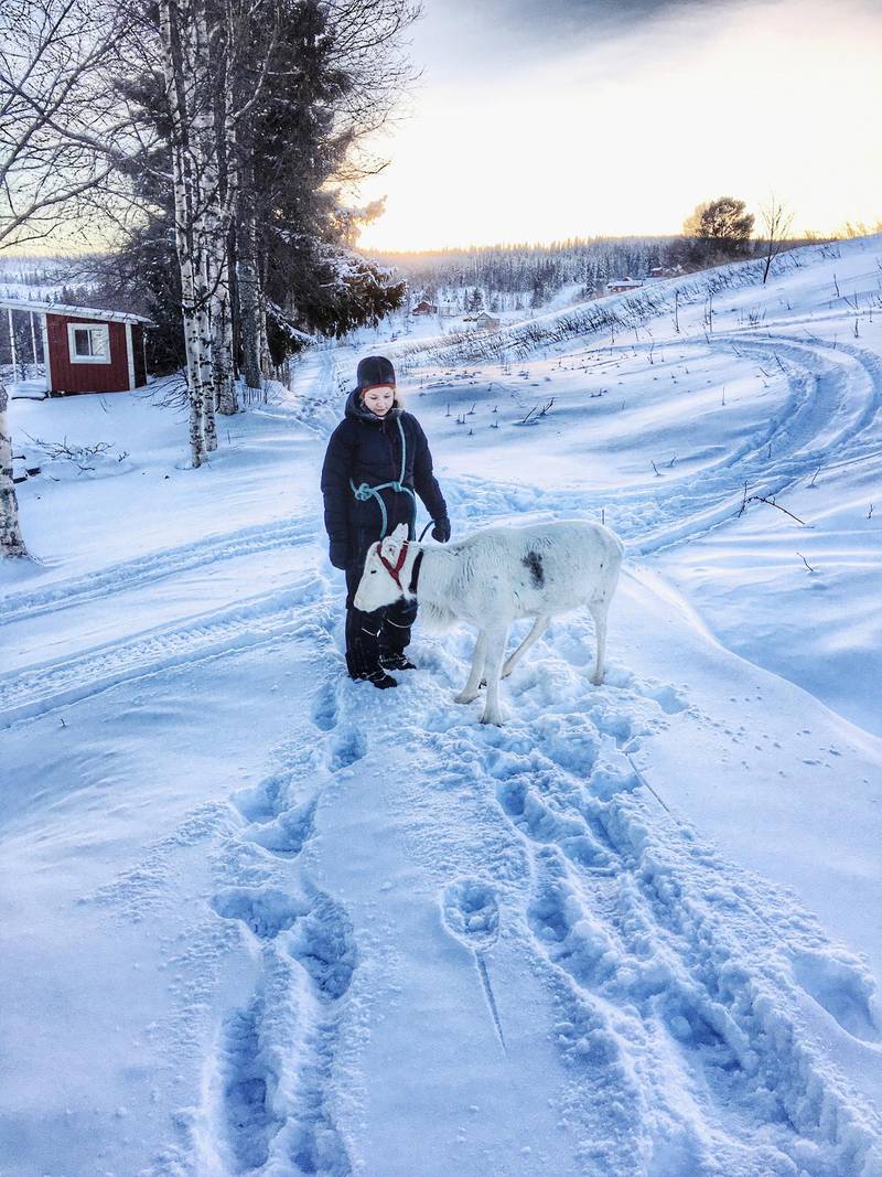 Lång vinter i Sápmi. I hagen utanför huset i Häggsjövik har Saila två av sina tamrenar, Lulle och Foeme. Två kalvar som haft svårt att hänga med resten av hjorden på vinterbetet har också fått flytta in. ”Det är tufft för dem att gräva efter mat den här vintern, eftersom det är så mycket snö”.