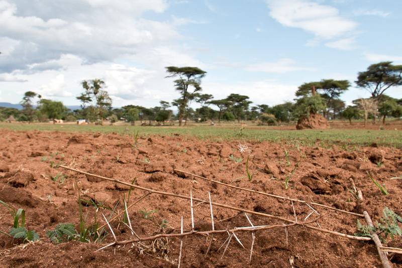 ÅKERMARK. Förgäves försöker bönderna så, på mark som är så torr att inget kan växa. För andra året i rad har torka förstört livets grundvalar för stora delar av Afrikas Horn.