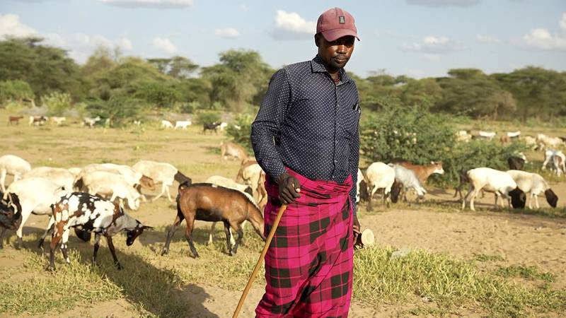Boskapsskötare i Kenya med sina djur.