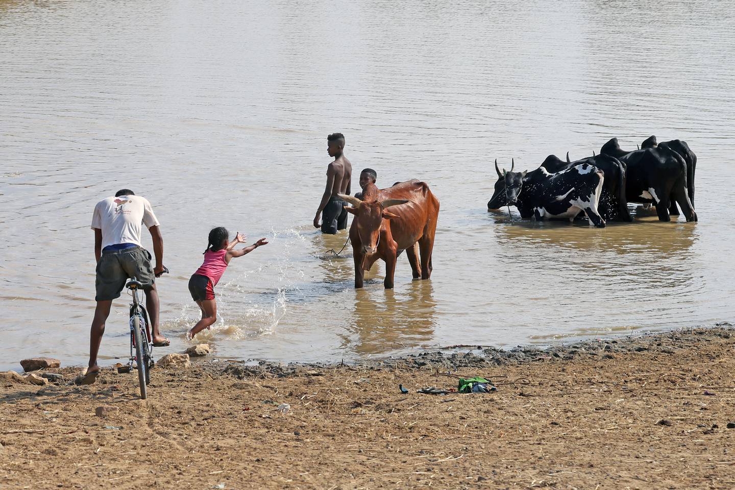 Madagaskar. Relationen mellan oxarna och deras unga skötare är slående. Här sköljer en flicka familjens oxar i floden.