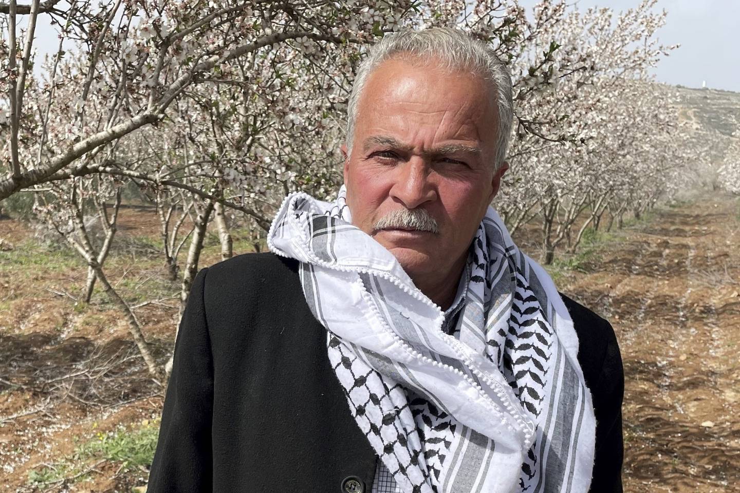 TURMUS AYA. Lafi Shalabi, borgmästare i den palestinska byn Turmus Aya, bland sina blommande mandelträd.