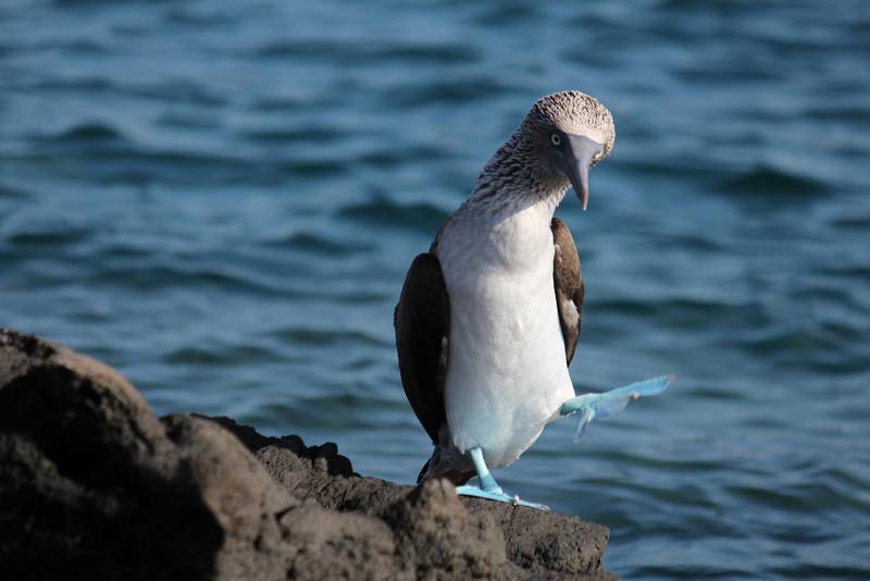 blåfotade sulan. Den lever bara på Galápagosöarna.