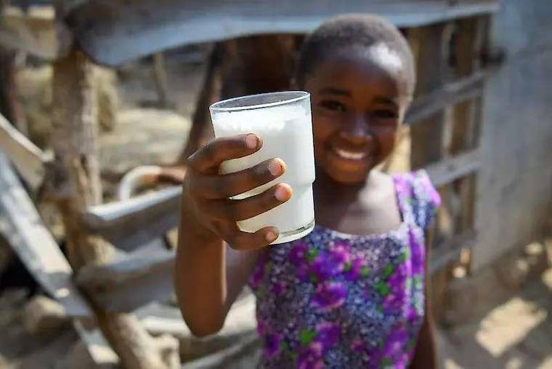 I år lyfts ko-kalv-projektet i Tanzania i fastekampanjen. För Cecilia Pascal Mabula och hennes familj i byn Lugella är ko-effekten på riktigt. Med hjälp av en ko får familjen en inkomst. Foto: Mgnus Aronson/Ikon.