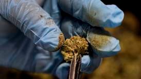 Studie: Legalisering av cannabis ökar alkoholkonsumtionen