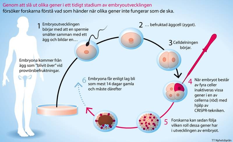 Genom att slå ut olika gener i ett tidigt stadium av embryoutvecklingen försöker forskarna förstå vad som händer när olika gener inte fungerar som de ska.
