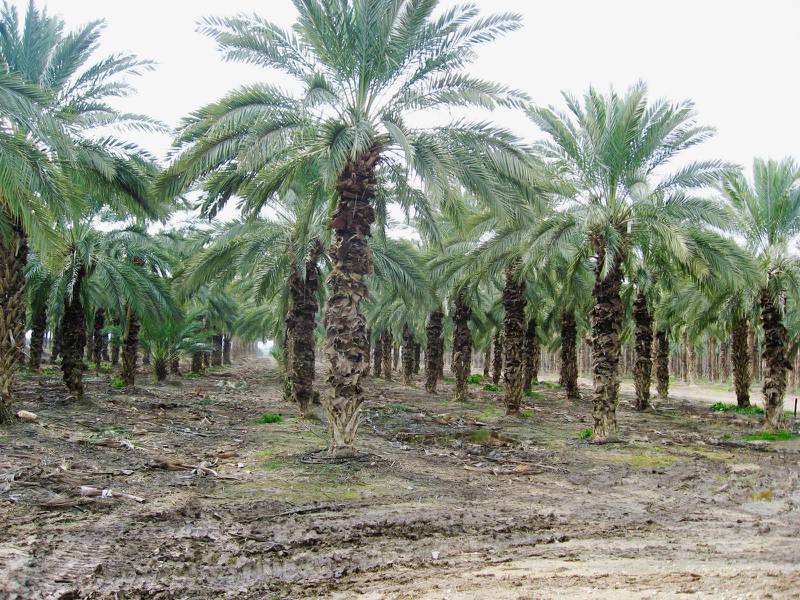 Det finns 8 000 dadelpalmer i den israeliska bosättningen Ro’i i Jordandalen.