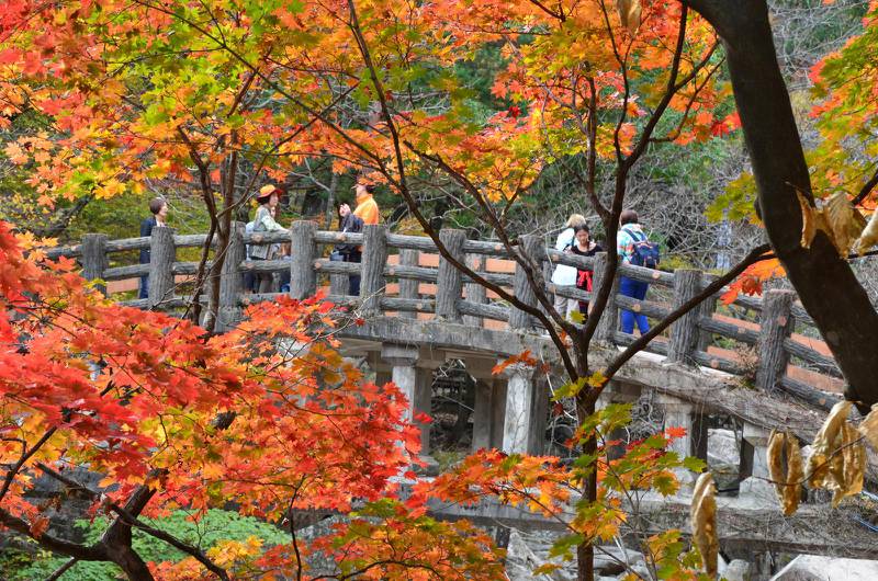 Nationalparken i Seoraksan med sina rödlysande japanska lönnar.